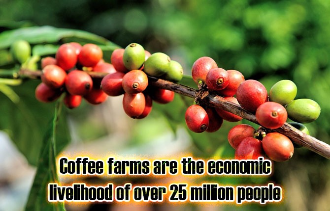 3-coffee-farms-are-the-economic-livelihood-of-over-25-million-people