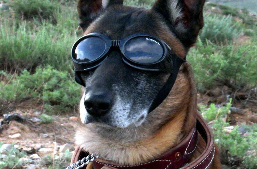 A German Shepherd wearing goggles