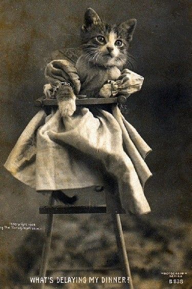 a picture of a cat, dressed, and sitting in a chair