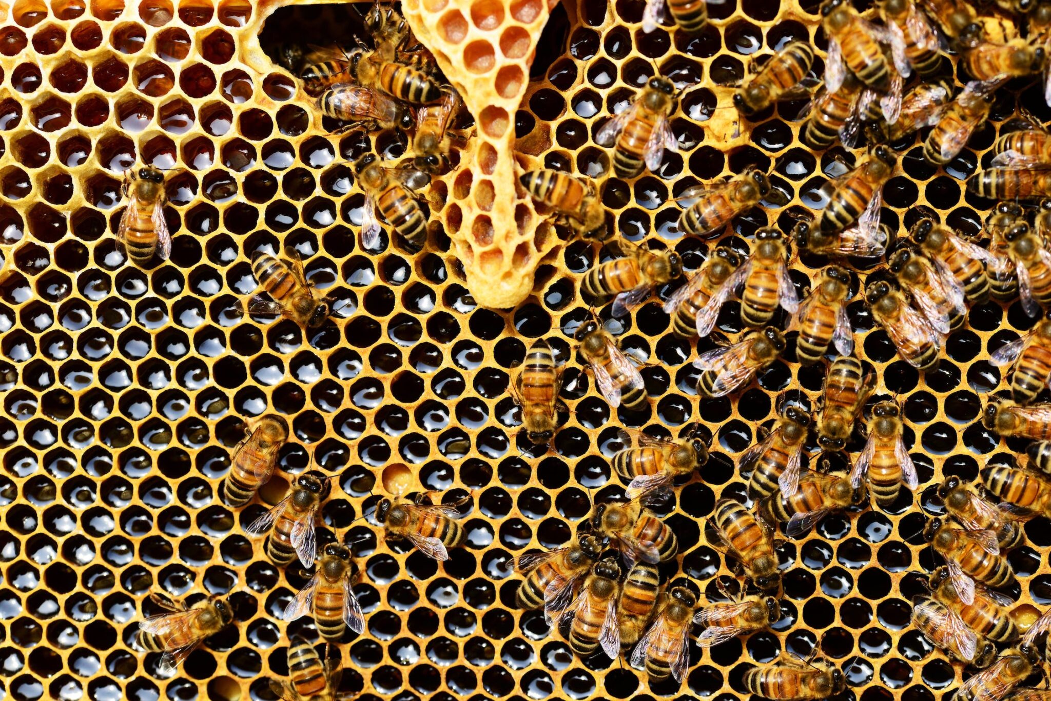 apis-mellifera-bee-beehive-beekeeping-bees