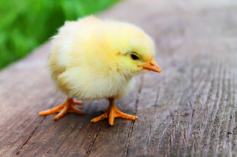 close-up-of-a-baby-chick