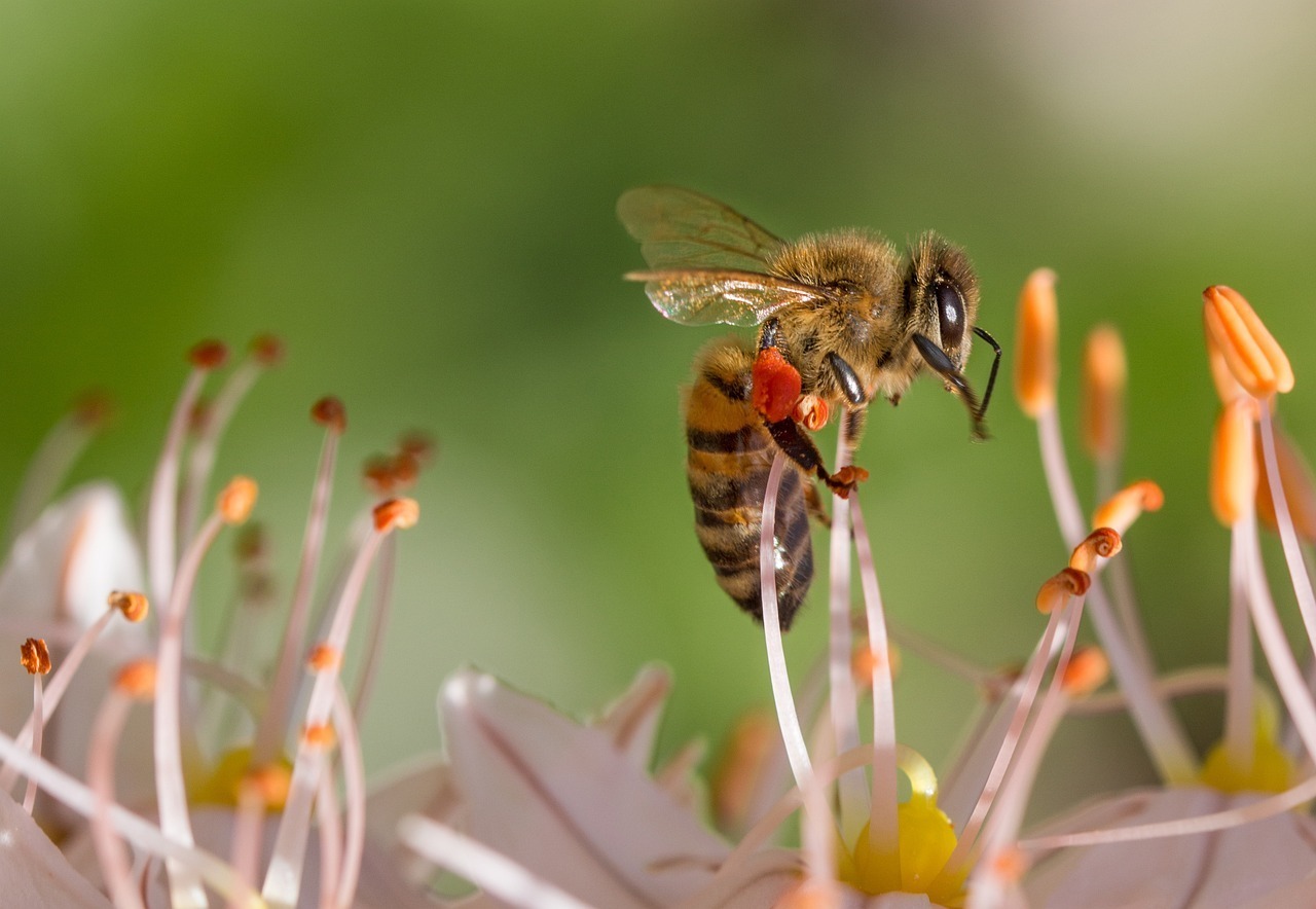 honeybee-bee-flower-nectar