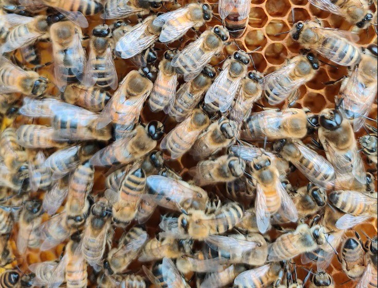 queen-bee-beekeeping-bees-swarm